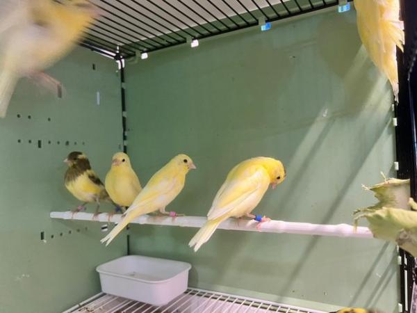 Image 5 of Canaries for sale . Heathy birds