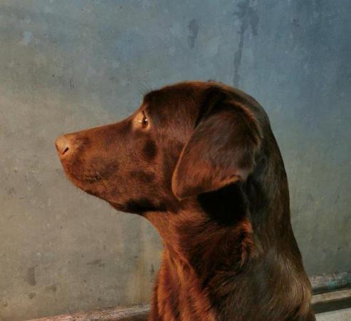 Image 4 of KC Chocolate Labrador puppies Ready October
