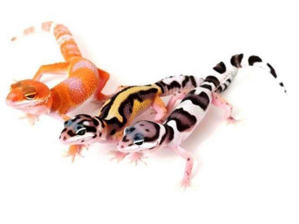 Image 5 of Baby Leopard Geckos lots of colours in stock