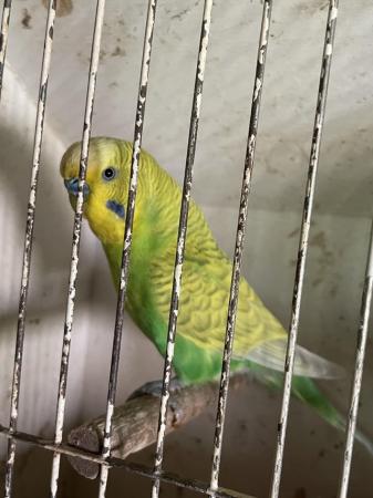 Image 2 of Baby budgies and breeding pair