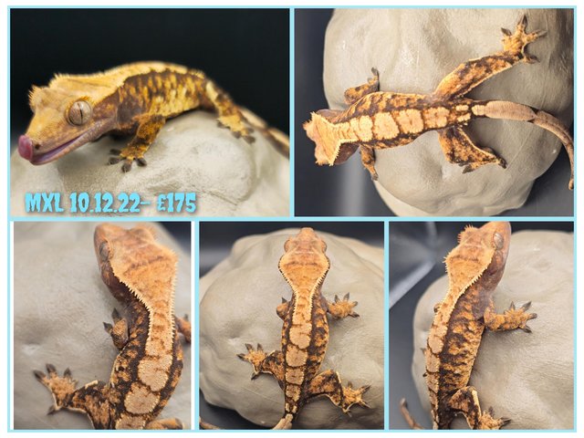Preview of the first image of Crested geckos with various colours and patterns.