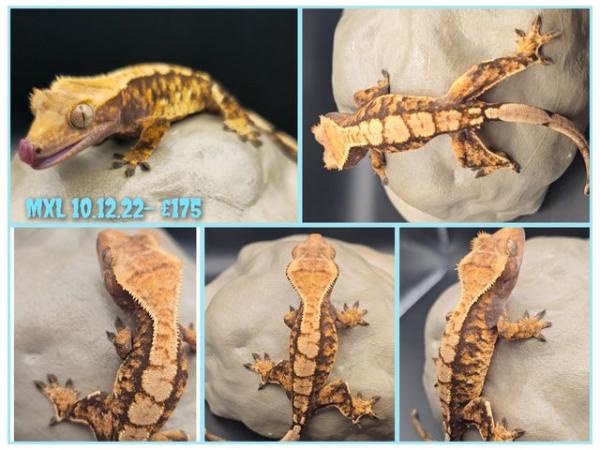 Image 1 of Crested geckos with various colours and patterns