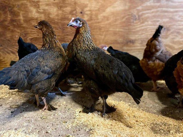 Preview of the first image of Hybrid Point Of Lay chickens for sale.