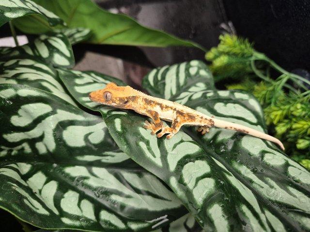 2 crested geckos and set up — photo 2 of 4