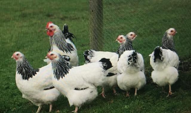 Preview of the first image of chickens point of lay light sussexhybrid chickens for sale.