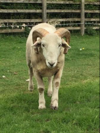 Image 3 of 12 months old ,Wiltshire horn Ram