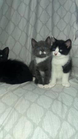 Image 3 of Beautiful Kittens looking for new homes