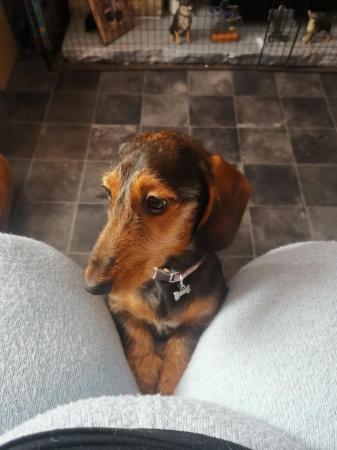 Image 2 of I have a stunning female dachshund for sale.