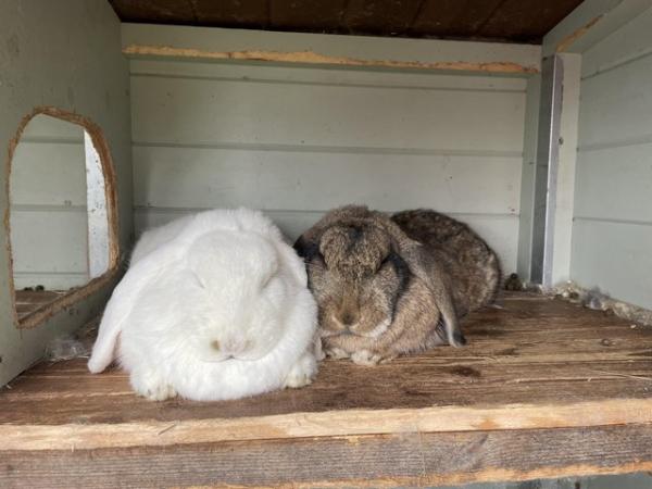 Image 1 of Bonded pair of French lop does