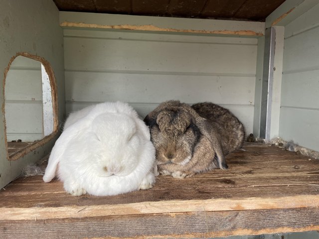 Preview of the first image of Bonded pair of French lop does.