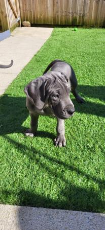 Image 29 of Adorable KC Blue Great Dane puppies READY NOW!!