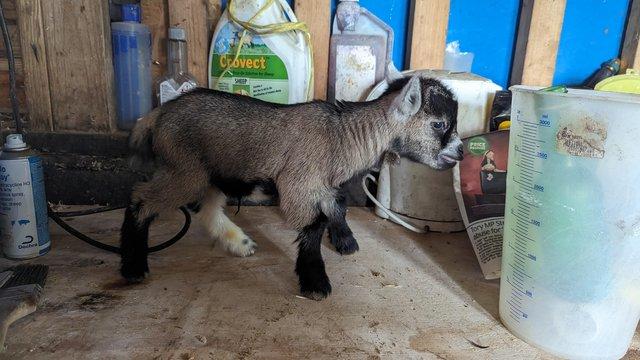 Image 1 of Beautiful pedigree pygmy goats for sale .