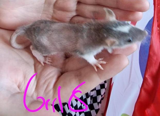 Image 23 of Friendly Female Rat Babies