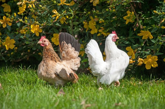 Image 1 of Serama chickens wanted, hens or roosters