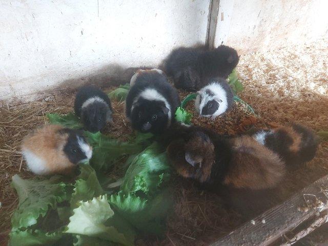 Preview of the first image of 3 beautifulTeddy guinea pig  1  black 1 white and 1chcolat.