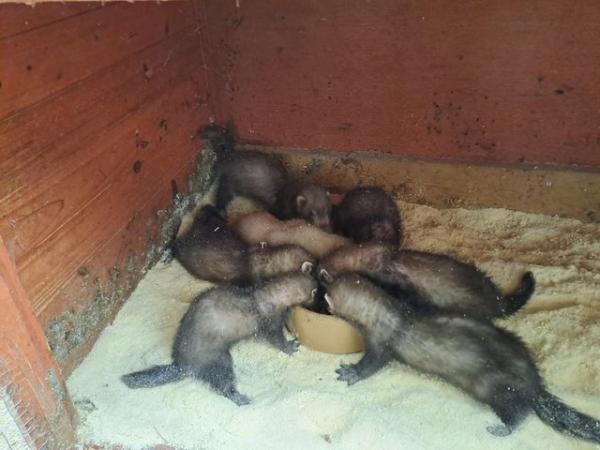 Image 1 of ferret kits for sale now 8 weeks......hand tame......