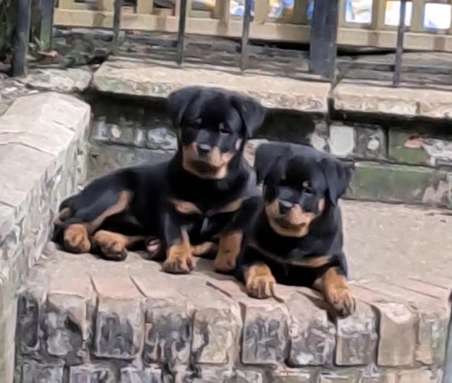Preview of the first image of Gorgeous KC registered Rottweiler puppies ready now.