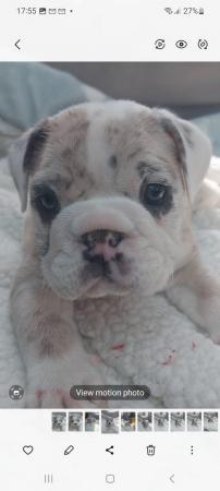 Image 5 of Bulldog puppies for sale