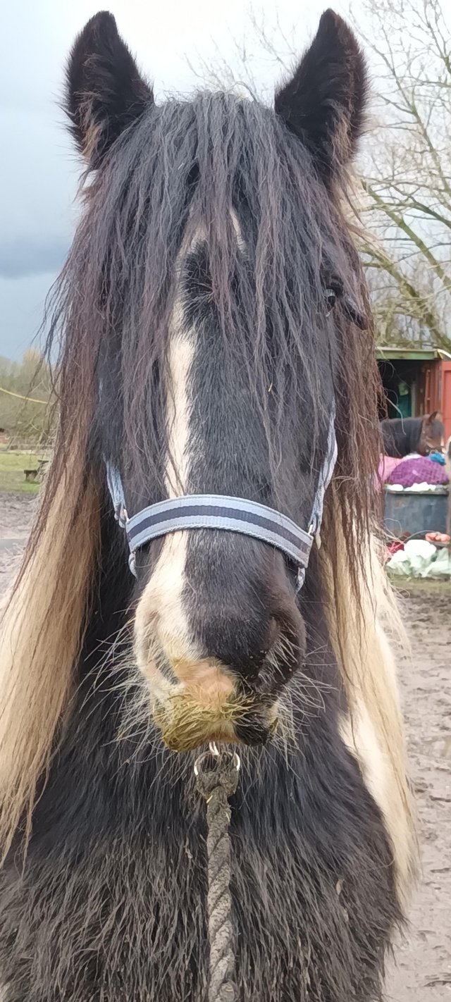 Preview of the first image of 14hh gypsy cob for part loan warrington.
