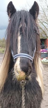 Image 1 of 14hh gypsy cob for part loan warrington