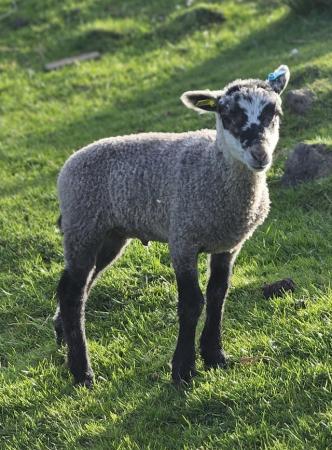 Image 2 of Castrated Shetland ram lambs
