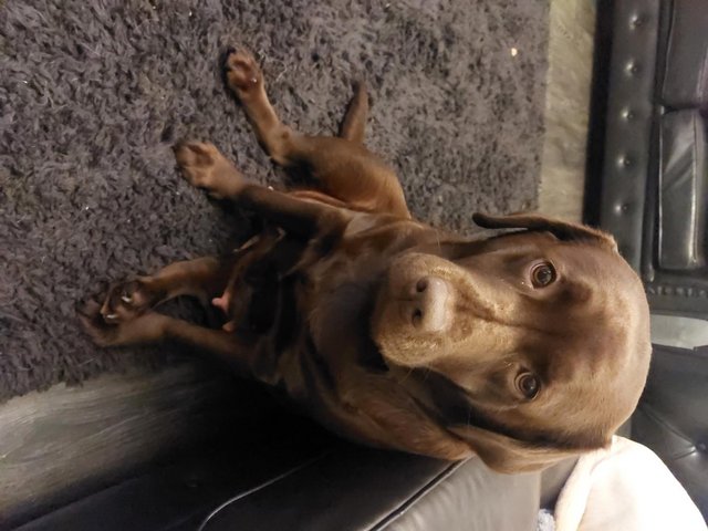 Preloved chocolate hot sale labradors for sale