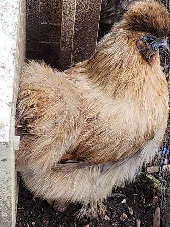 Image 7 of Silkie Bantam hens various colours
