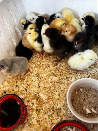 Image 5 of Chicks of various breeds and sizes