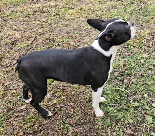 Image 2 of SPRINGER SPANIEL X BOSTON TERRIER PUPS FROM KC PARENTS