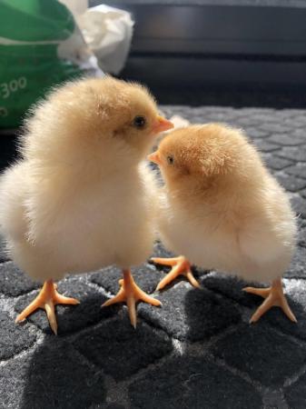 Image 2 of 6 day old chicks for sale pure breed chicken