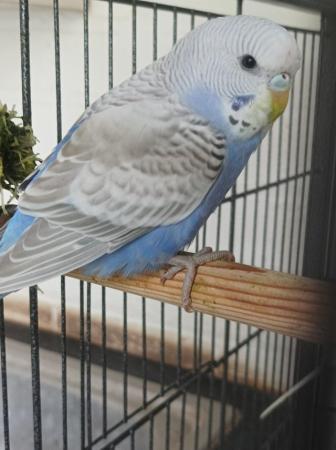 Image 2 of 5 budgies for sale 3 boys and 2 girls looking for a good hom
