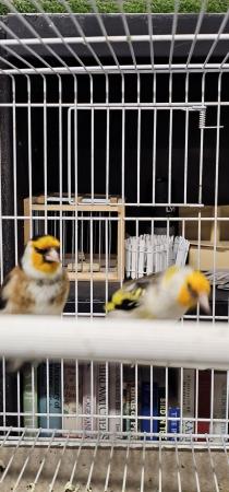 Image 3 of Mutation siberian goldfinches split pied white nails