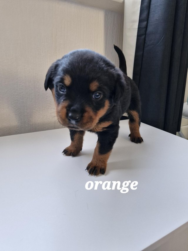 Preview of the first image of 4 left !!! rottweiler pups for sale, 1 boy and 4 girls ??.