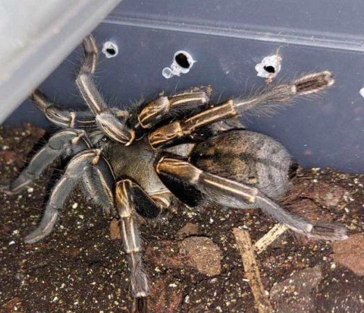 Image 1 of (NEW T's ADDED)Variety of Tarantulas for sale