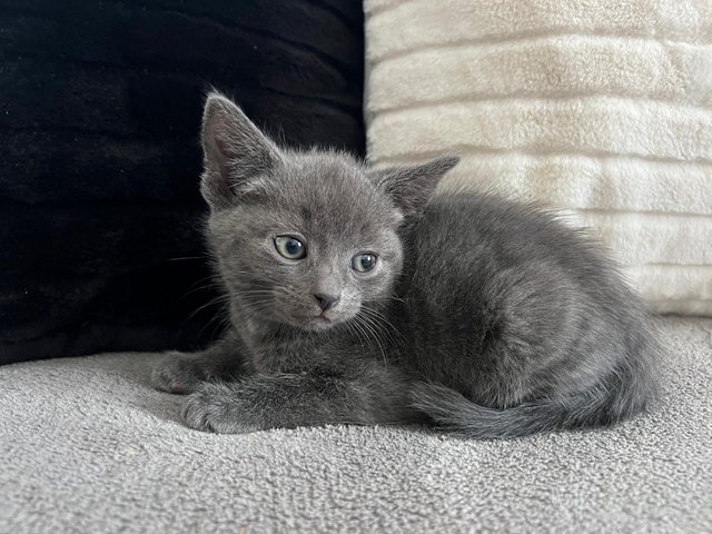 Preview of the first image of Russian blue cross kittens.