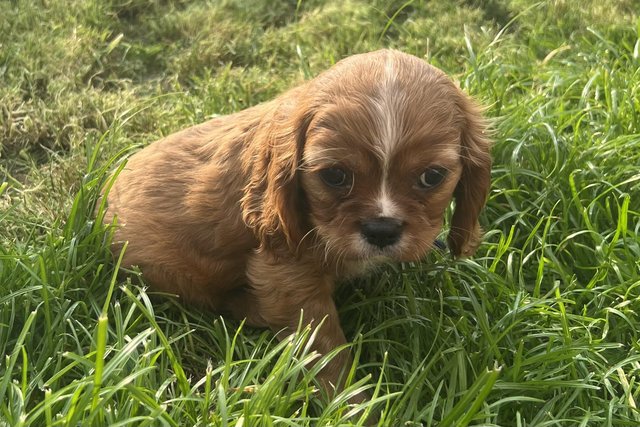 Image 9 of Cavalier King Charles Spaineil pups
