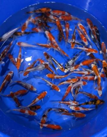 Image 4 of Japanese koi for sale ….