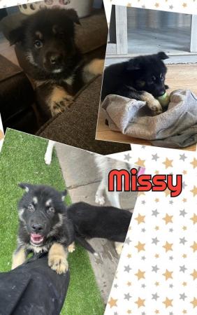 Image 7 of READY TO LEAVE NOW shepsky puppies £450 OVNO