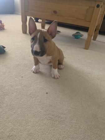 Image 1 of Miniature Bull Terrier Puppies