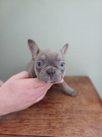 Image 8 of 8 week old French bull dog puppies.
