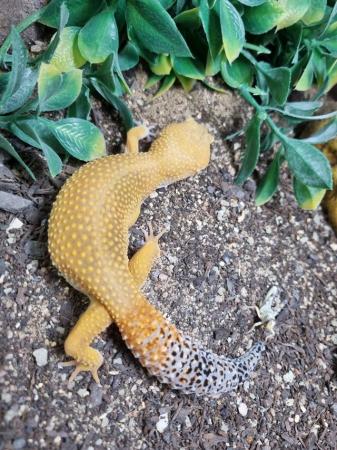 Image 2 of Striking Adult Leopard Gecko