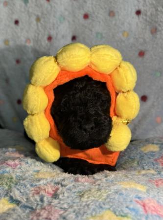 Image 3 of Ready tomorrow !Stunning tiny cavapoo f1b puppy,last 1 left
