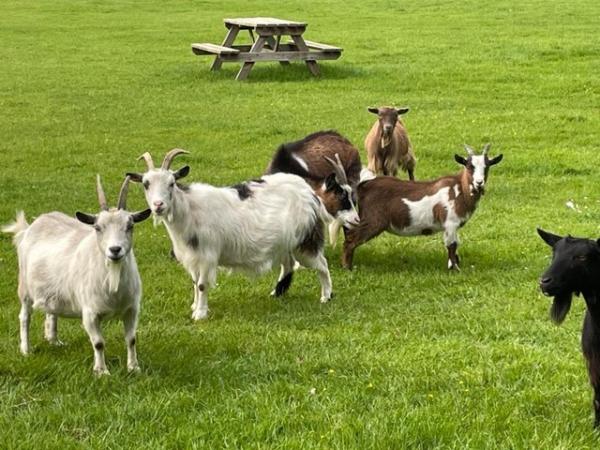 Image 2 of Six Pygmy goats. Two nannies and four wethers. Five months o