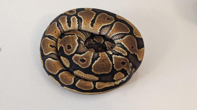 Image 4 of 2023 Male Special Ball Python
