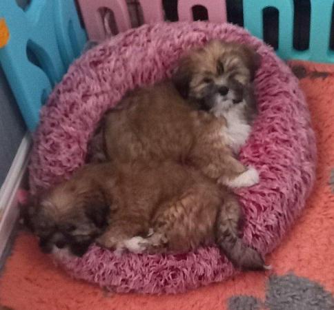 Image 8 of Lhasa apso puppiesfor sale