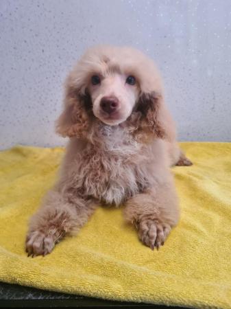 Image 9 of Outstanding litter of toy poodle puppies