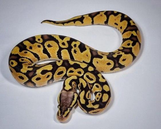 Image 7 of Ball Pythons / Royal Pythons (various morphs)
