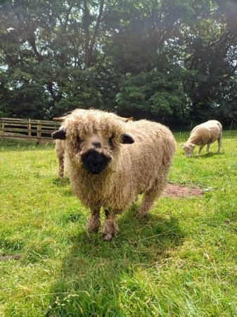 Image 4 of Valais cross ewe lambs 50% and 75%