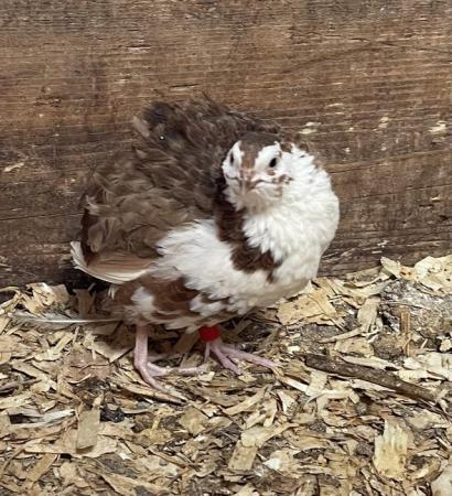Image 3 of Celadon Coturnix quail hatching eggs x12