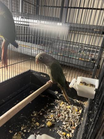 Image 5 of Breeding pair of of conures for sale